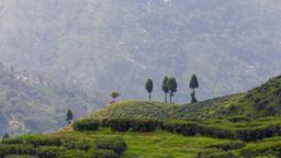 Najděte levné lety do Darjeeling